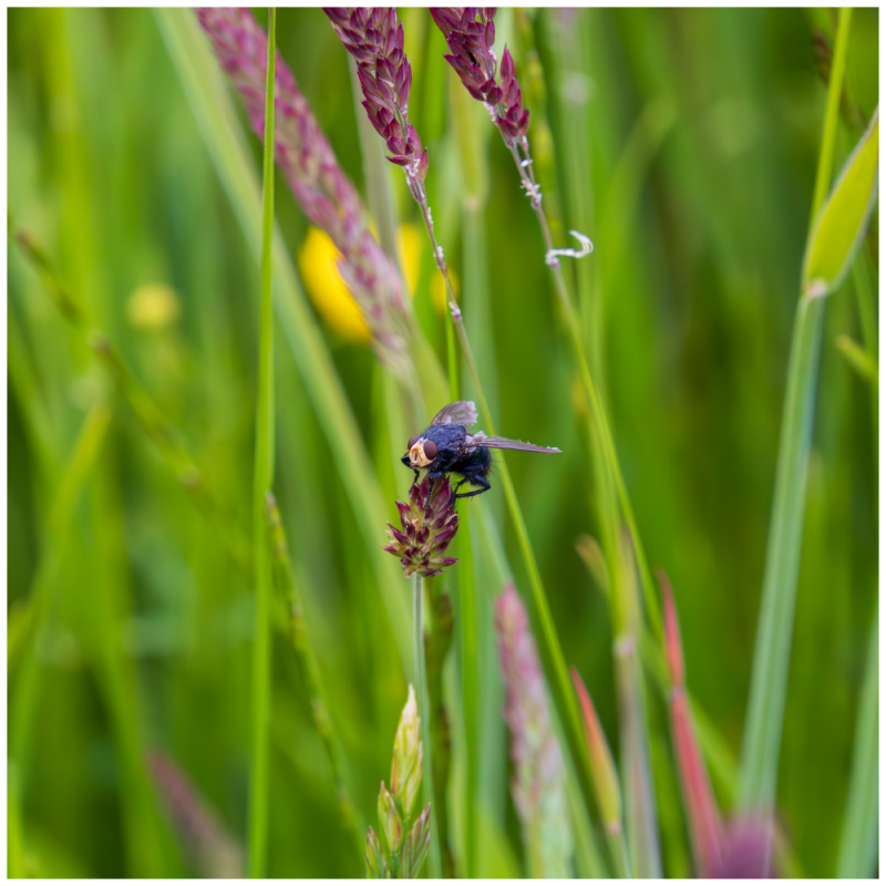 Schwarzblaue Schmeißfliege