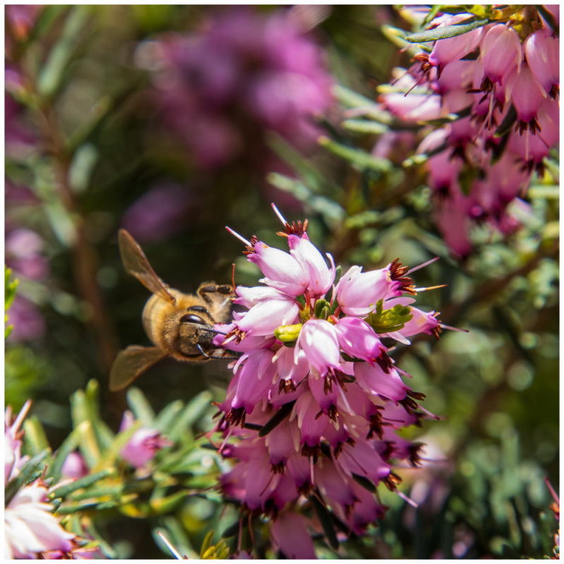 Honigbiene in rosa Heide