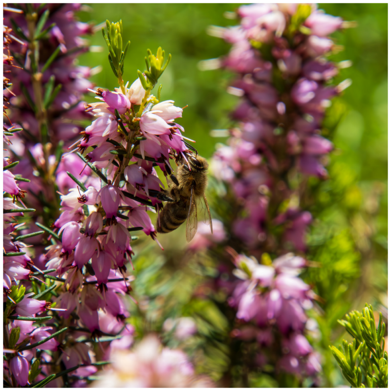 Honigbiene auf Heide Strauch in rosa Farbe