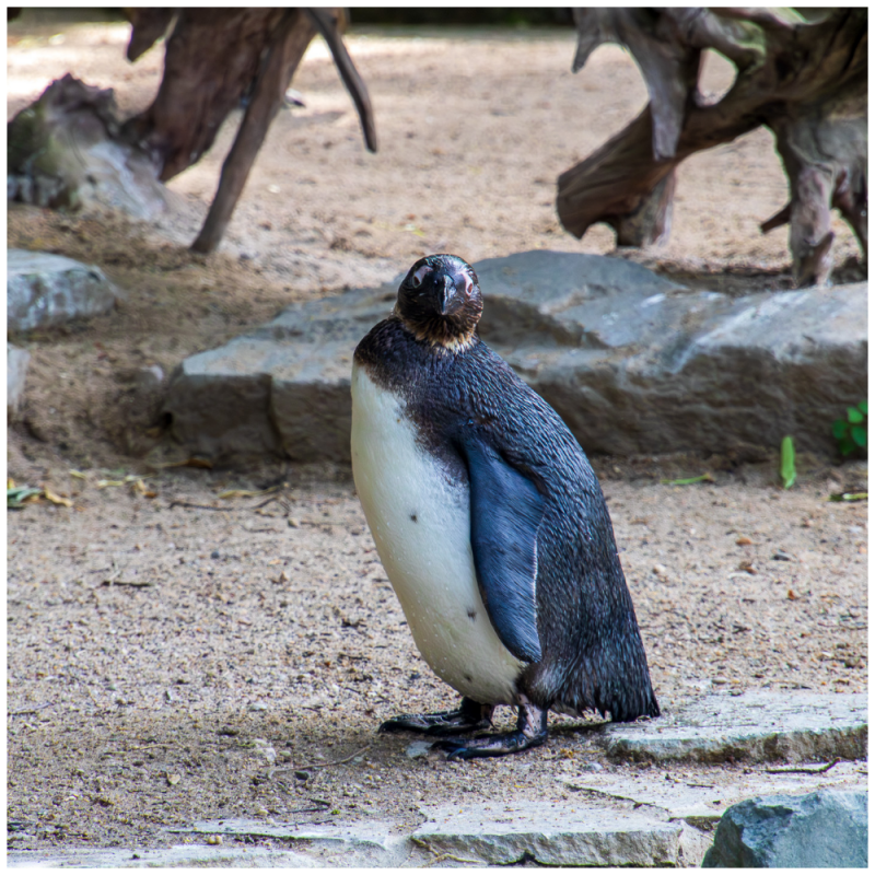 Pinguin