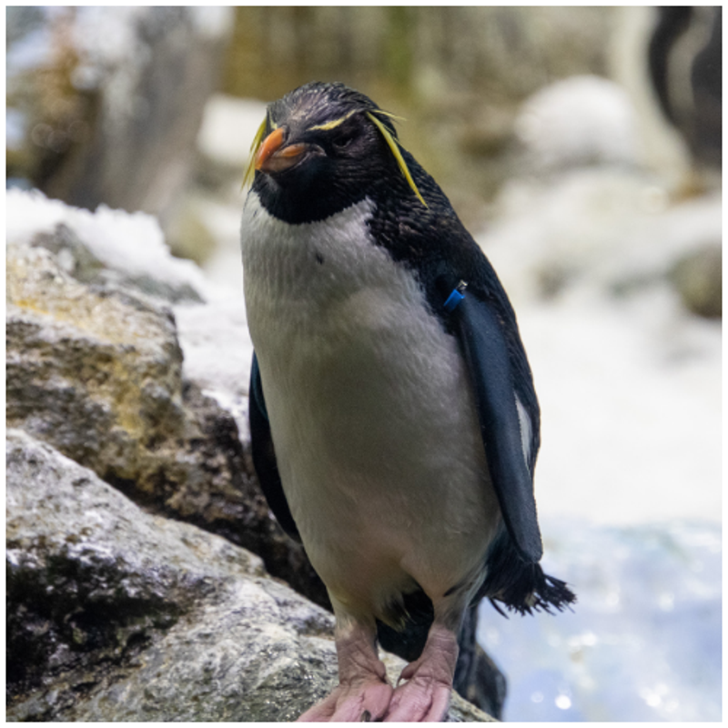 Pinguin