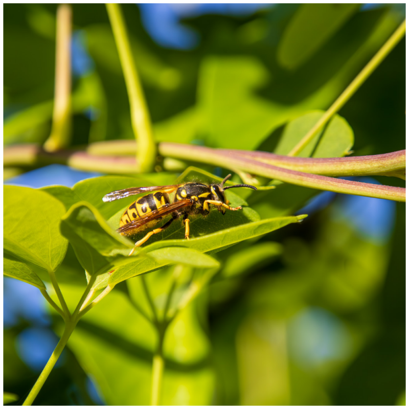 Wespe auf Wildenwein Blatt