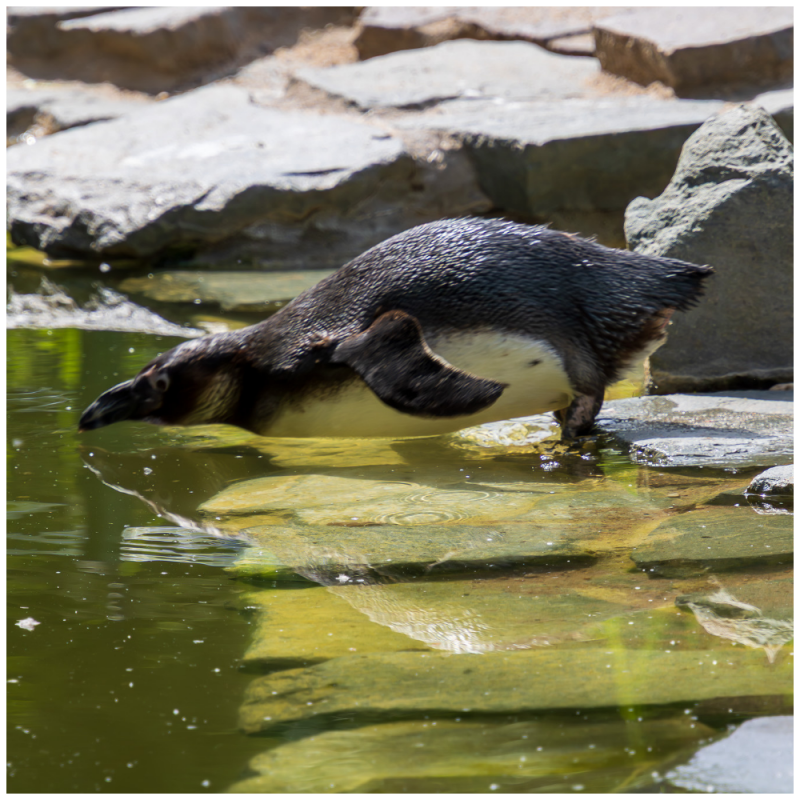 Pinguin
