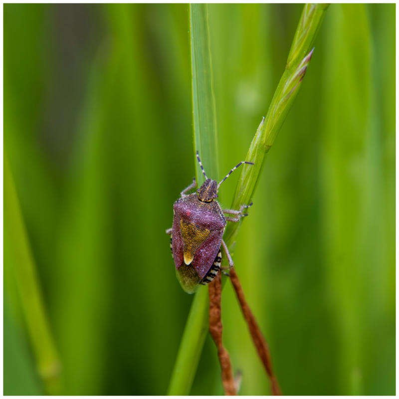 Wanze rot auf Grashalm