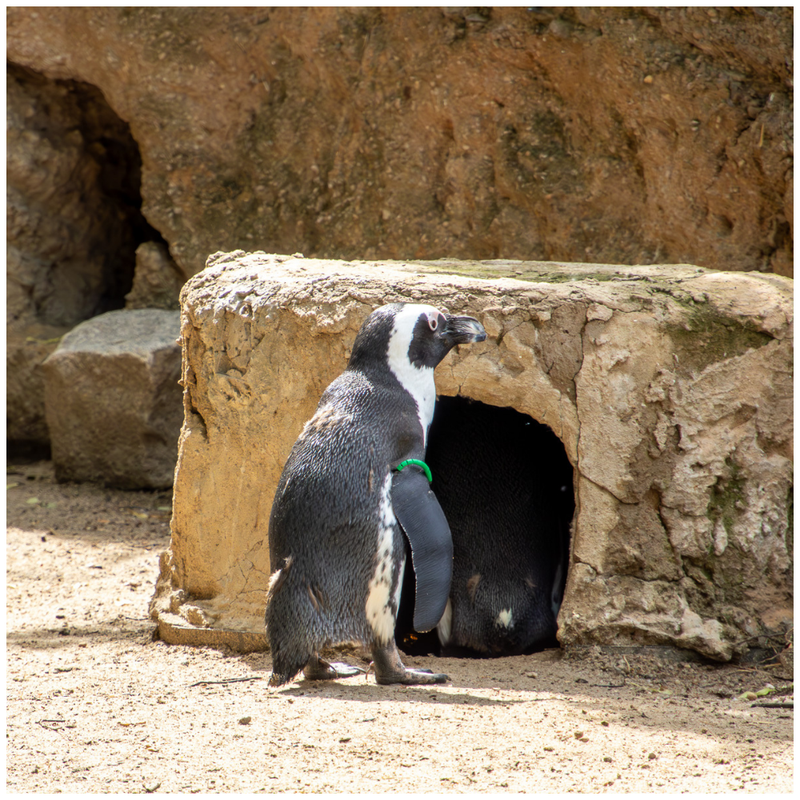 Pinguin