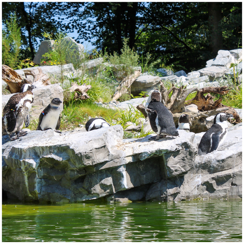 Gruppe Pinguine