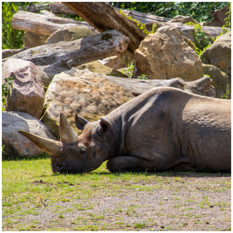 Nashorn Fotografie kostenlose Bilder zum Download