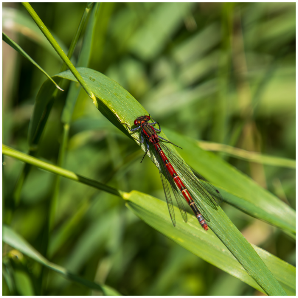 Adonislibelle auf Grashalm