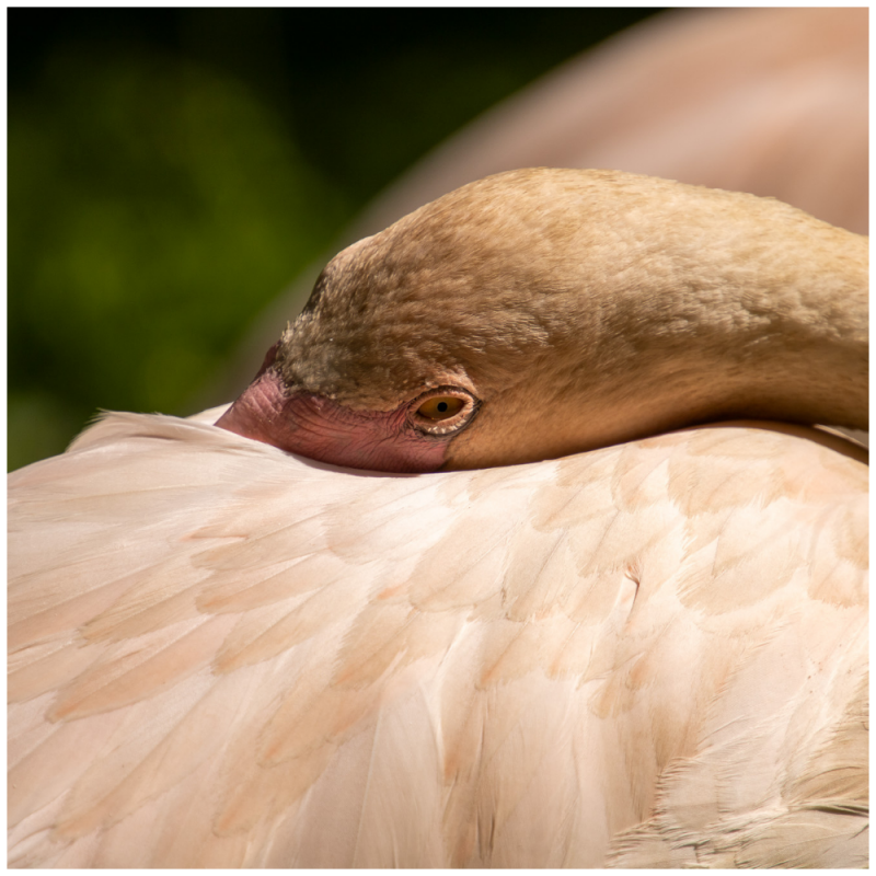 close up Flamingo