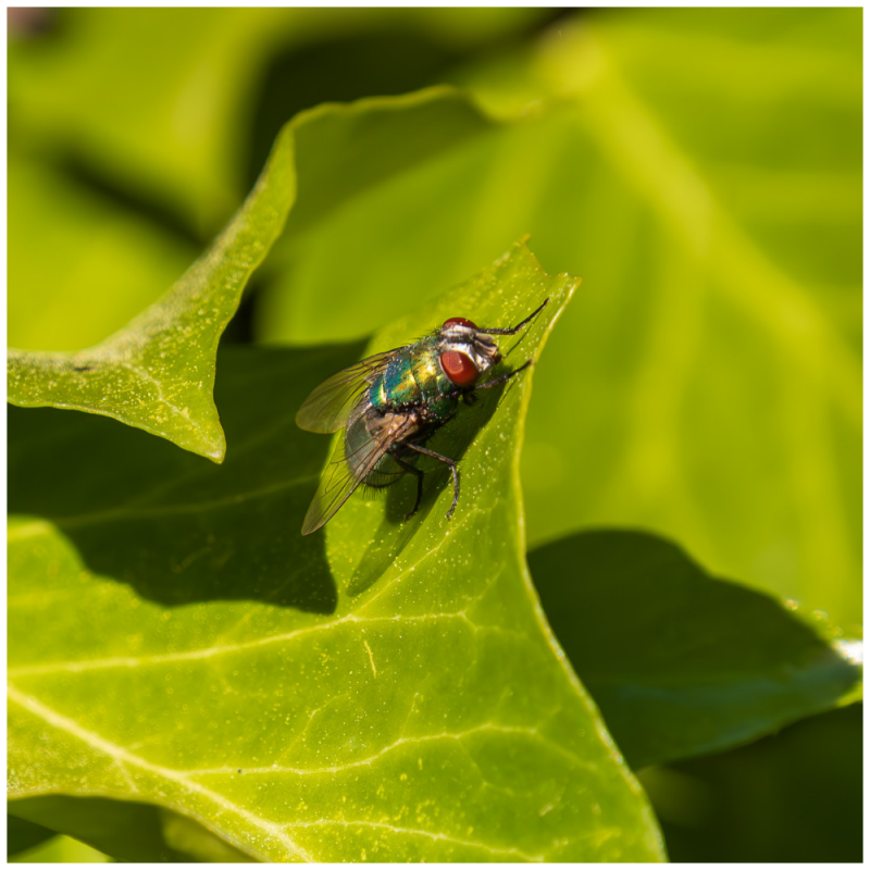 Goldfliege auf Blatt