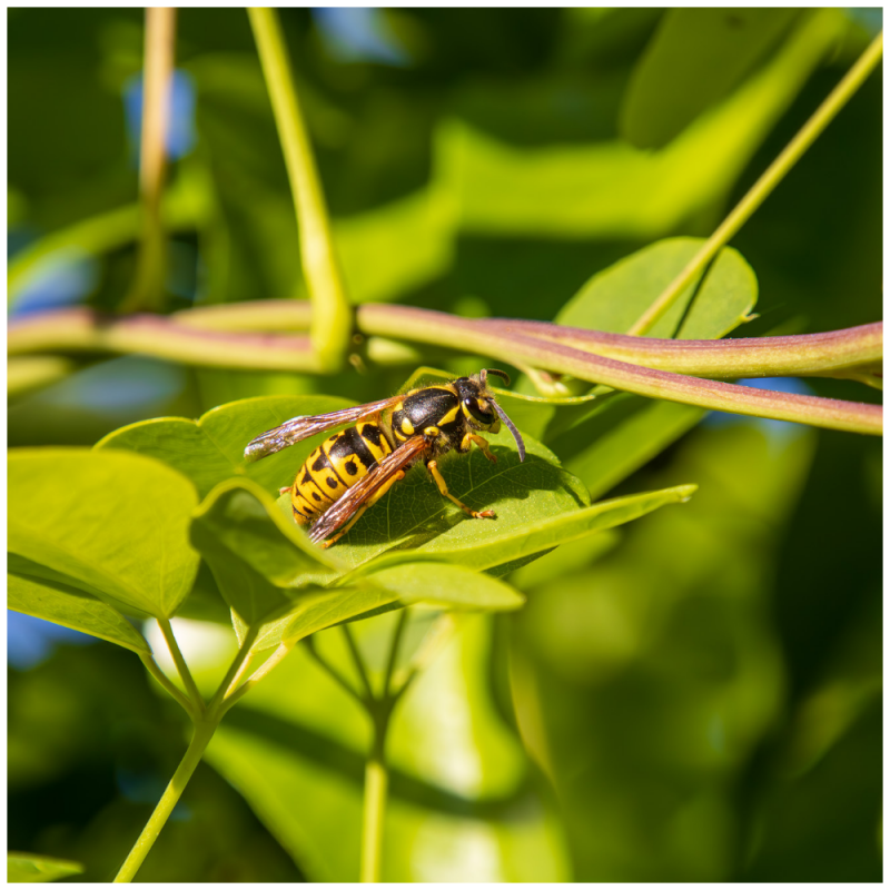 kleine Wespe auf grünen Blatt