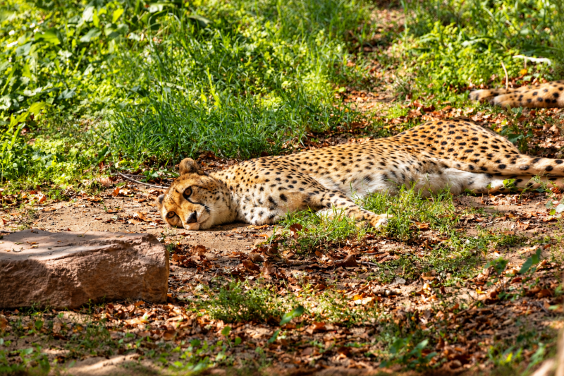 Ruhender Gepard im Sonnenlicht 09/26 ©Ronny Morgner