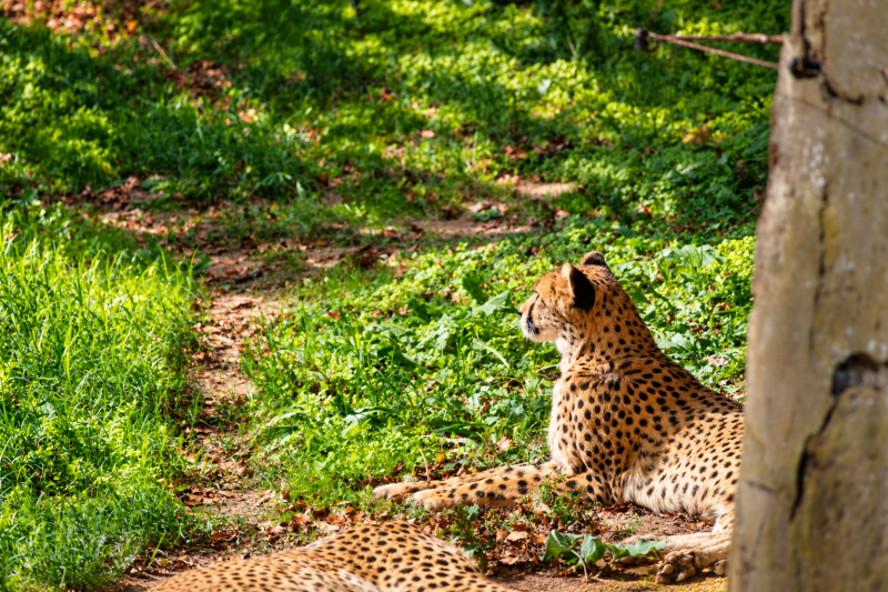 Ruhender Gepard im sonnigen Gras 09/26 ©Ronny Morgner