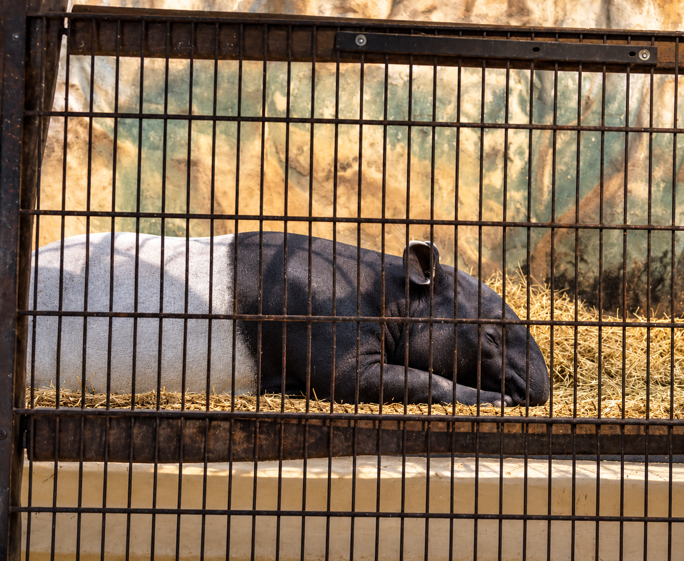 Tapir in ruhiger Ruhephase – Entspannter Moment im Innenbereich