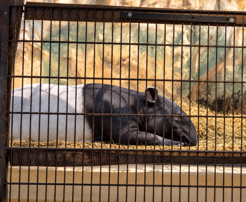 Tapir in ruhiger Ruhephase – Entspannter Moment im Innenbereich 09/26 ©Ronny Morgner