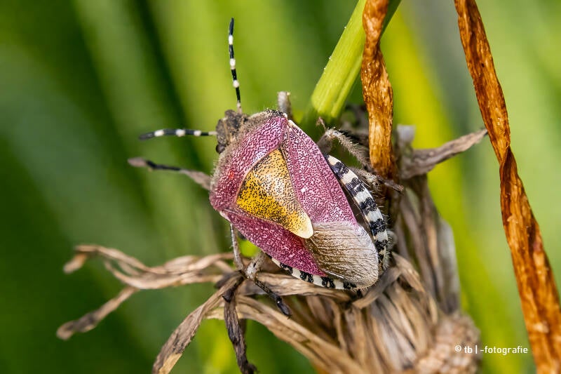 Schildkrötenwanze auf trockenem Pflanzengras 2025 ©Ronny Morgner