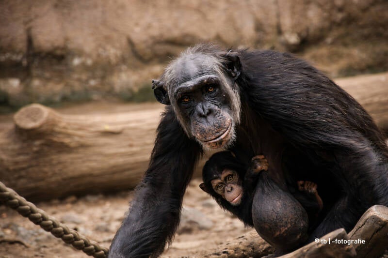 Schimpansen Mutter mit Nachwuchs im Zoo