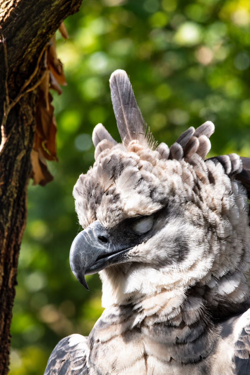 Schlafender Harpyie im Gehege