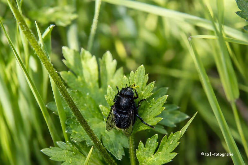 Schwarze Fliege auf grüner Blattform 2025 ©Ronny Morgner