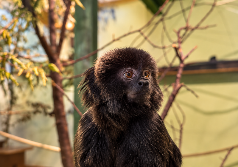 Schwarzer Tamarin im warmen Tierparkgehege 08/26 ©Ronny Morgner
