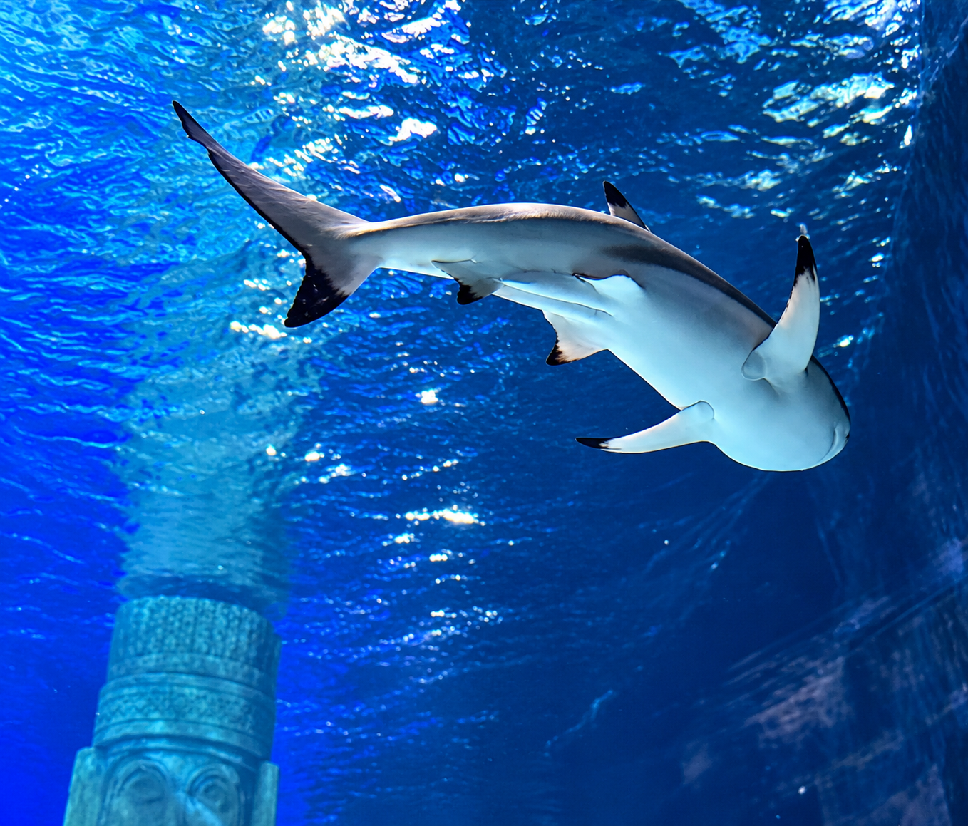 Schwarzspitzen-Riffhai im tiefblauen Aquariumwasser 10/26 ©Ronny Morgner