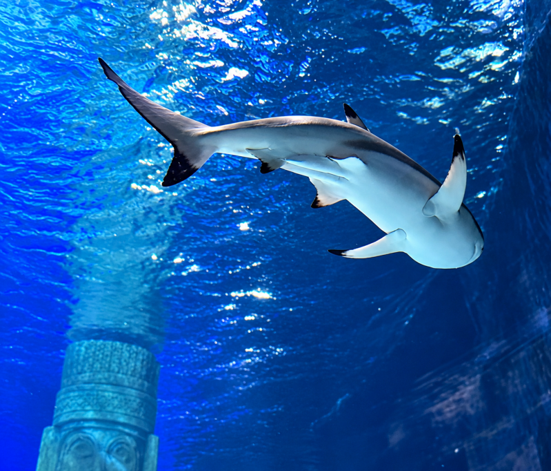 Schwarzspitzen-Riffhai im tiefblauen Aquariumwasser 10/26 ©Ronny Morgner