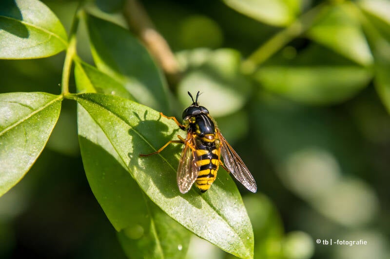 Schwebfliege auf einem grünen Blatt 2025 ©Ronny Morgner
