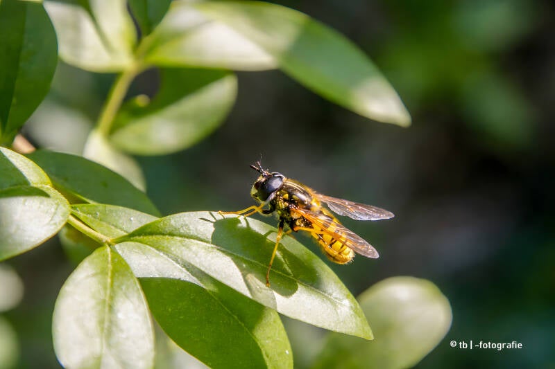 Schwebfliege auf grünem Blatt 2025 ©Ronny Morgner