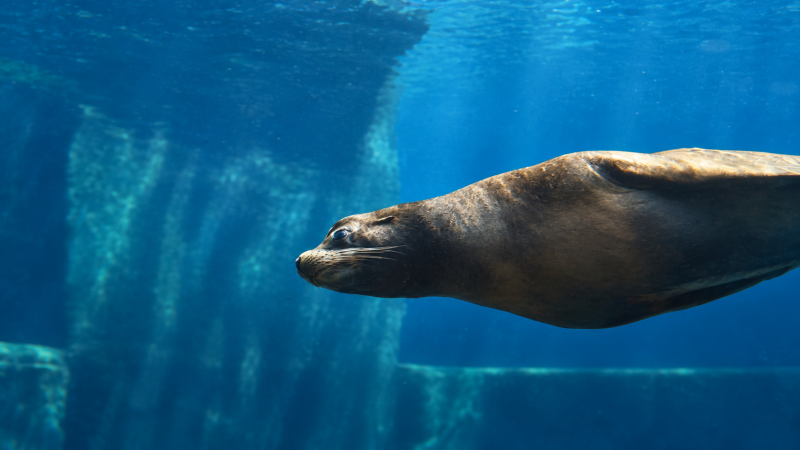 Seelöwe im blauen Wasser 09/26 ©Ronny Morgner