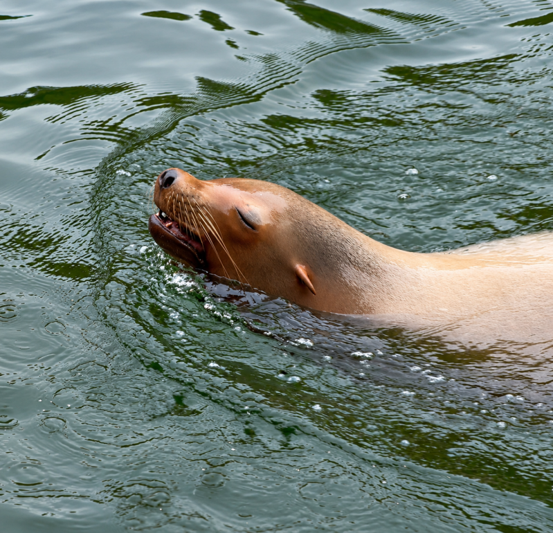 Seelöwe entspannt im Wasser 09/26 ©Ronny Morgner