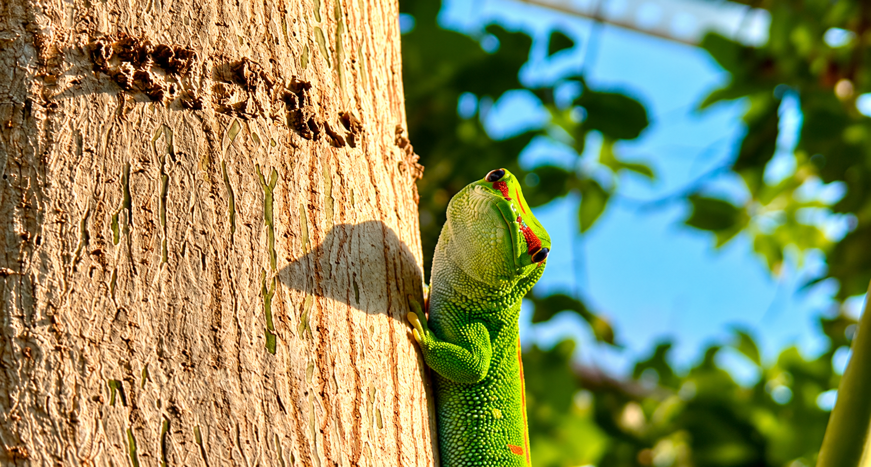Madagaskar Taggecko aus dem SeaLife Hannover 10/26 ©Ronny Morgner