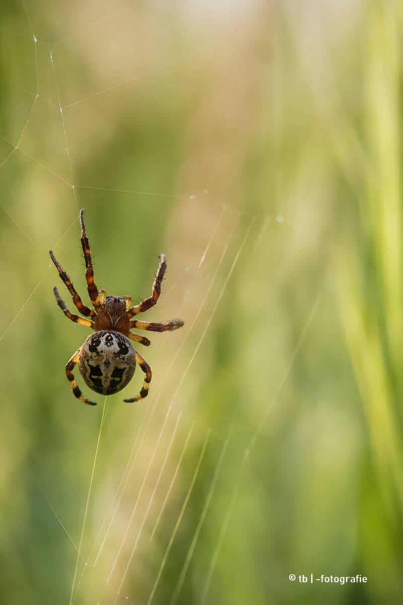 Spinne im Morgengrauen der Wiese 2025 ©Ronny Morgner