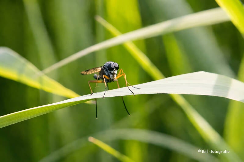 Stieltfliege im Gras 2025 ©Ronny Morgner