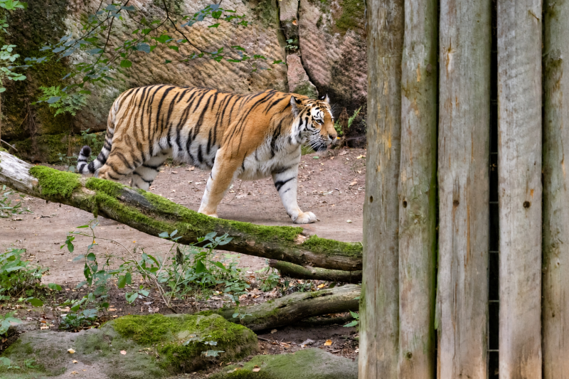 Auf leisen Pfoten – Tiger im Grünen 09/26 ©Ronny Morgner