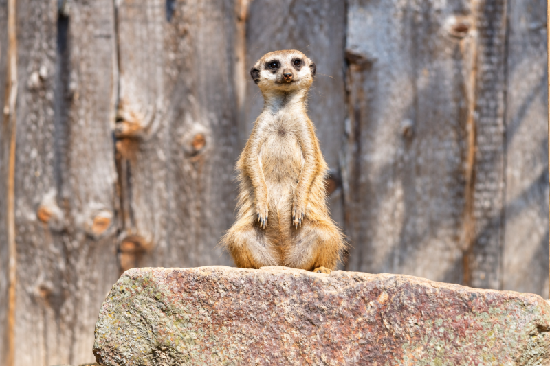 Wachsamer Erdmännchen-Sentinel auf Felsen 08/26 ©Ronny Morgner