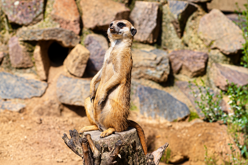 Wachsames Erdmännchen auf Baumstumpf 08/26 ©Ronny Morgner