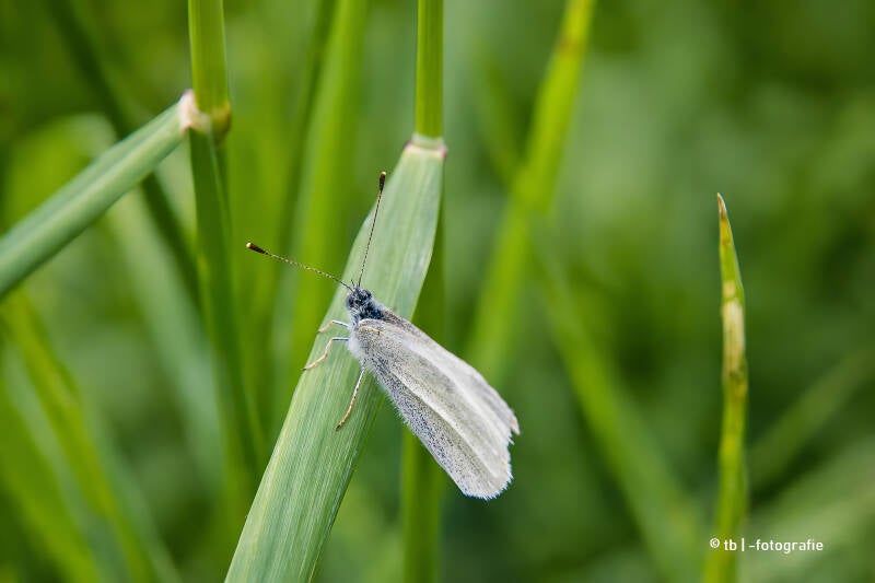 Weiße Schmetterling auf Grasstängel 2025 ©Ronny Morgner