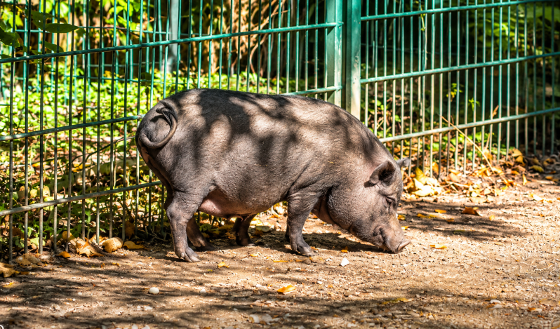  Wildschwein im sonnigen Gehege 08/26 ©Ronny Morgner
