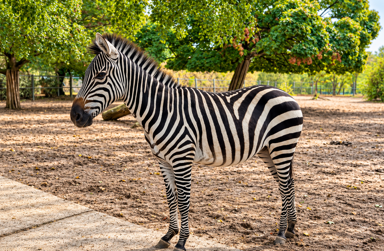 Steppenzebra im Schatten der Bäume 08/26 ©Ronny Morgner