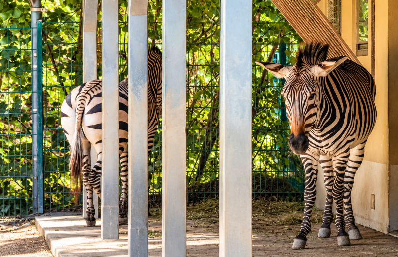 Zwei Zebras im sonnigen Tierpark-Gehege 08/26 ©Ronny Morgner