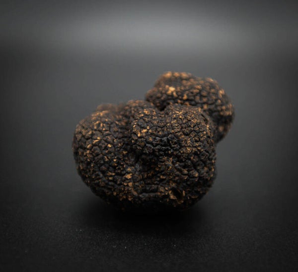 Truffe fraîche PREMIERE CATEGORIE MELANOSPORUM