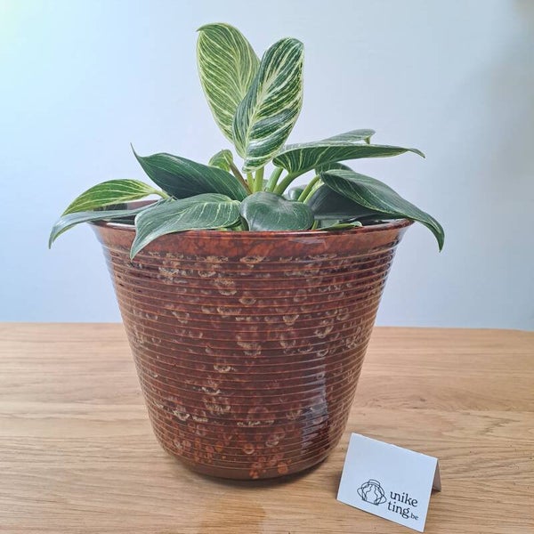 Bruine grote cache pot