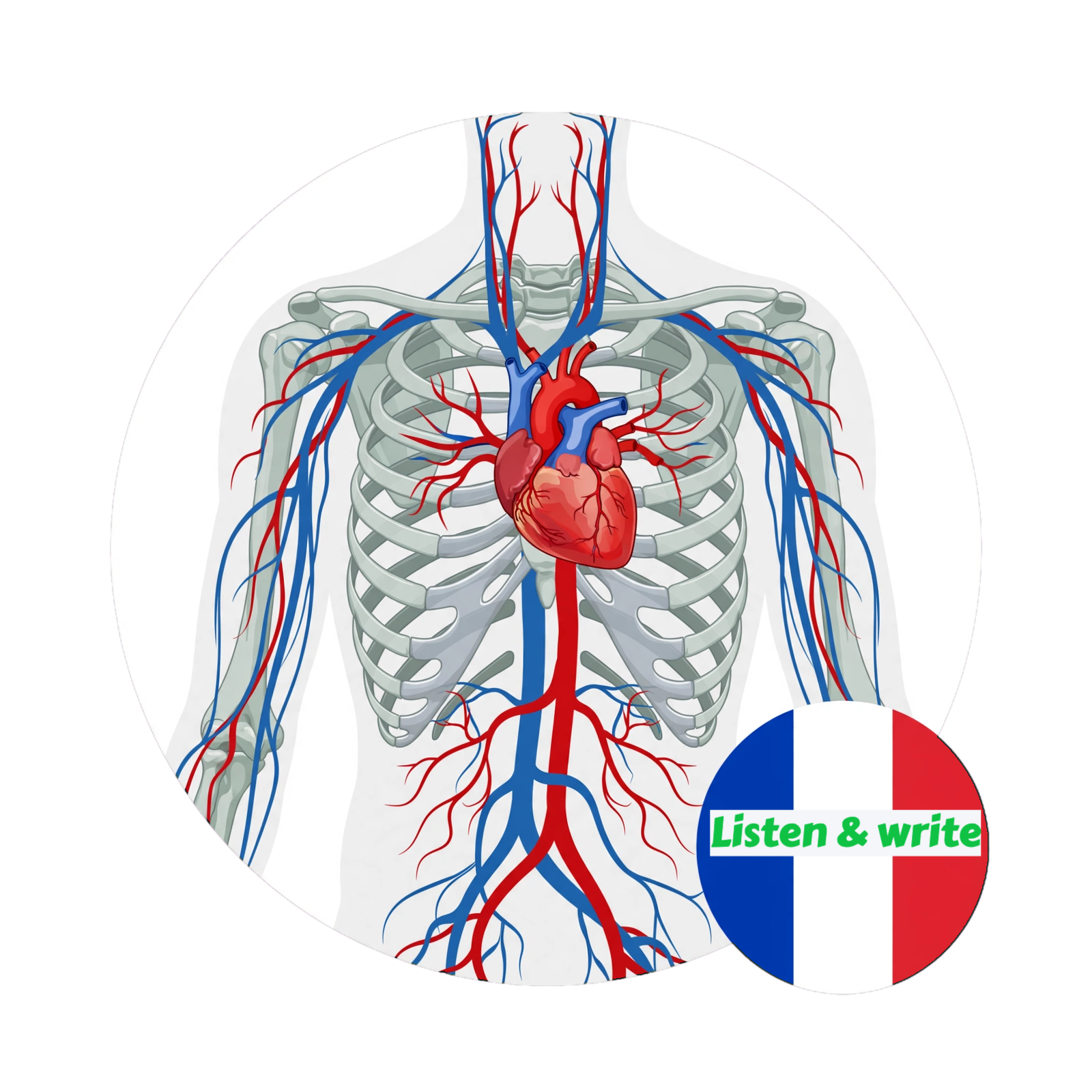 An anatomical illustration of a human skeleton showing the rib cage, spine, skull, and major bones. ---
