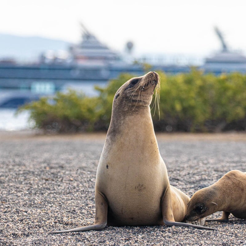 cel_fl_galapagos_sea_lions_1-standard-20inj7.jpg