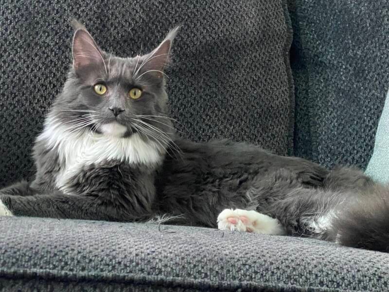 Bella (TC Queen-Sophie&amp;Gaston)
