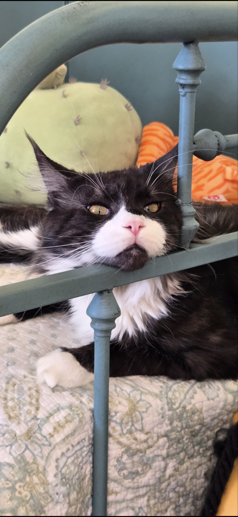 Tux (Peaches&amp;Mufasa)