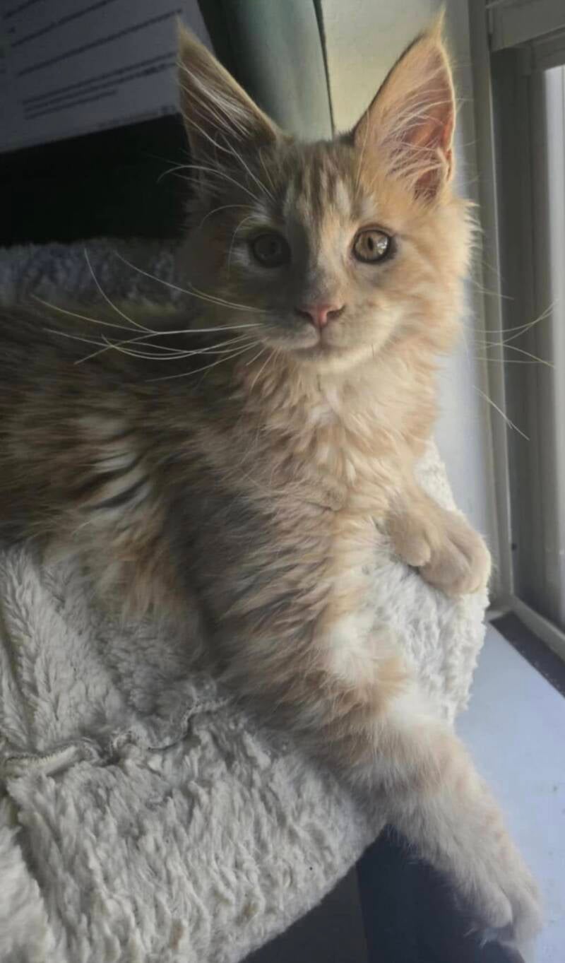 Loki (Ursula&amp;Mufasa)