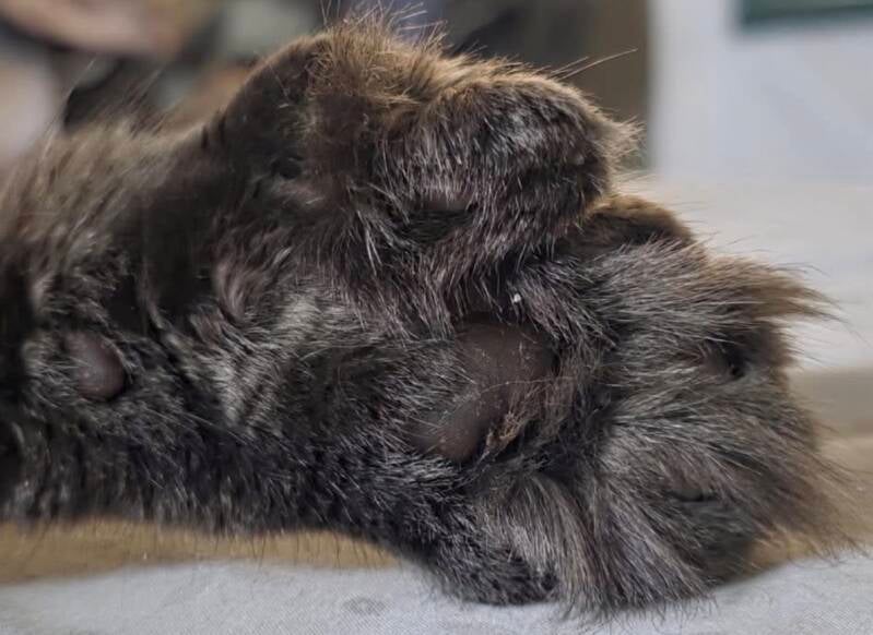 Scar Poly Mittens (Ursula&amp;Mufasa)