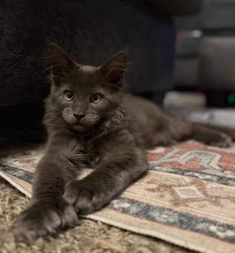 Felix (Ursula&amp;Mufasa)