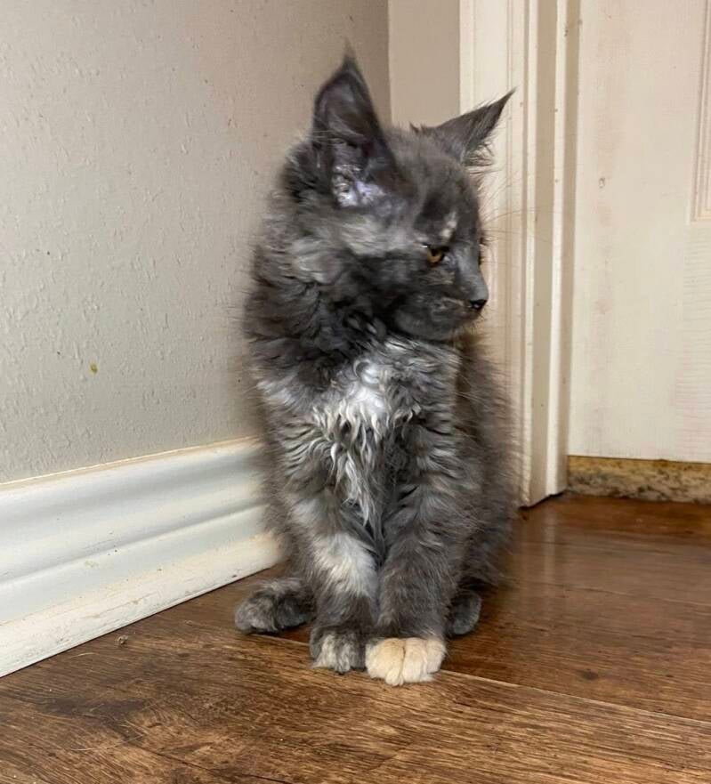 Rubble (Ursula&amp;Mufasa)